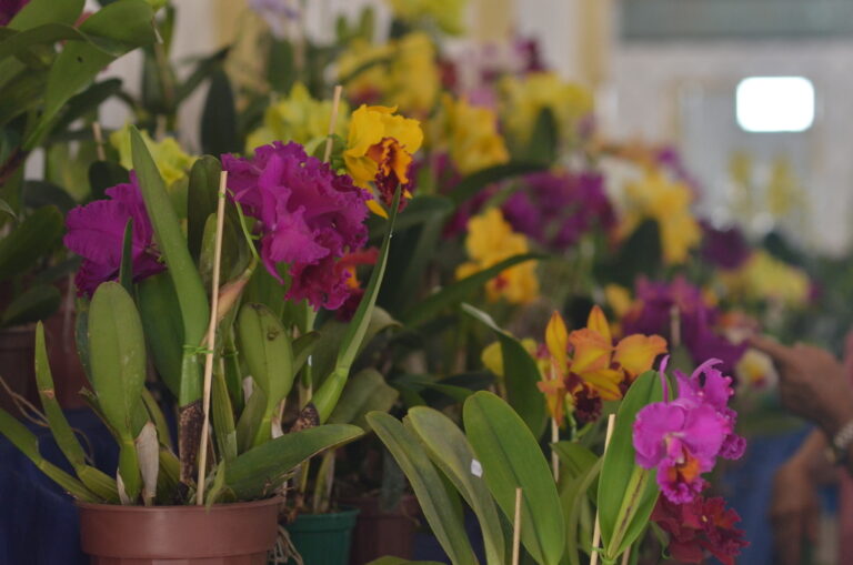 Exposição de Orquídeas e Rosas do Deserto reunirá mais mil espécimes em Aparecida