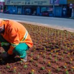 Prefeitura de Goiânia inicia plantio de mais 60 mil mudas ornamentais em canteiros de ruas e praças