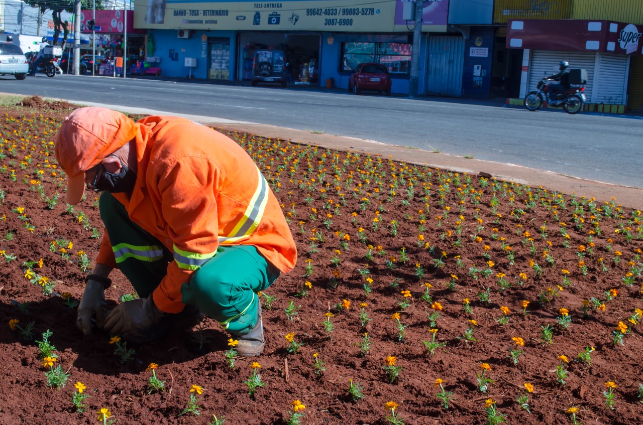 Prefeitura de Goiânia inicia plantio de mais 60 mil mudas ornamentais em canteiros de ruas e praças