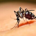 Goiás é o 2º Estado do País em mortes por dengue