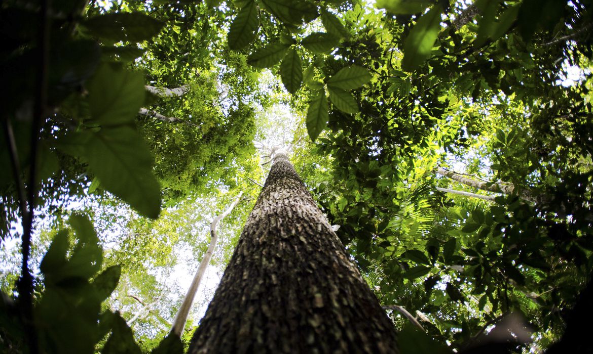 Consulta pública recebe sugestões para produção de carbono verde