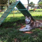 Prefeitura de Goiânia instala pet places nas praças do Ipê e Novo Horizonte, e amplia para 14 o número de playgrounds para animais de estimação em espaços públicos do município