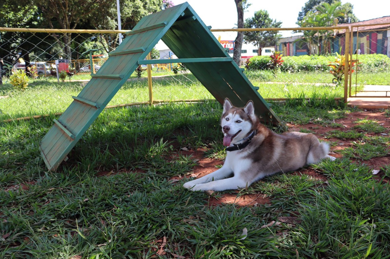 Prefeitura de Goiânia instala pet places nas praças do Ipê e Novo Horizonte, e amplia para 14 o número de playgrounds para animais de estimação em espaços públicos do município