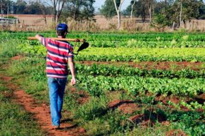 Alimenta Brasil é regulamentado com acesso de agricultor familiar ampliado para R$ 12 mil