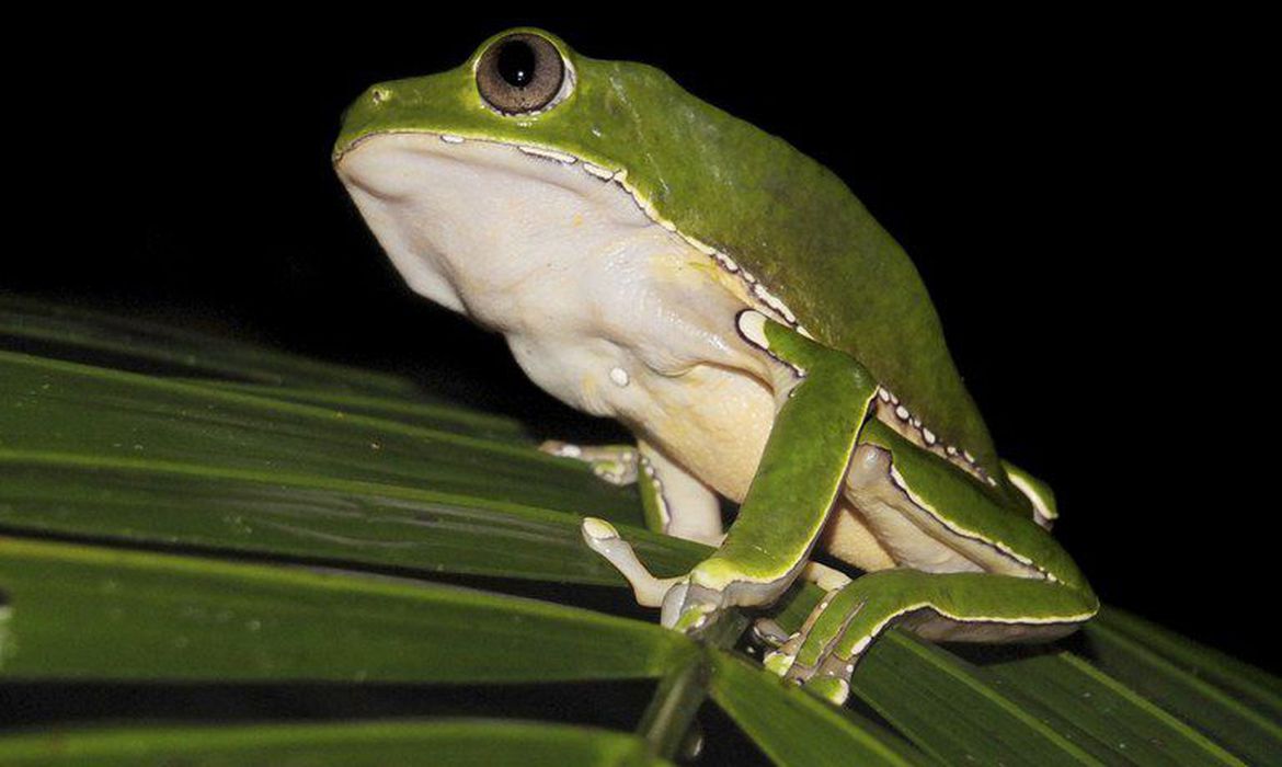 Pesquisa encontra indícios de biopirataria de conhecimentos indígenas