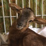 Filhote de mouflon, nova estrela no Zoológico de Goiânia, recebe nome de Bolacha