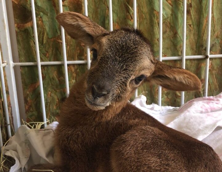 Filhote de mouflon, nova estrela no Zoológico de Goiânia, recebe nome de Bolacha