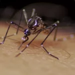 Goiânia é a capital com mais casos de dengue no país e prefeitura decreta emergência na saúde pública