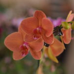 Mês do centenário de Aparecida recebe nova exposição de Orquídeas e Rosas do Deserto