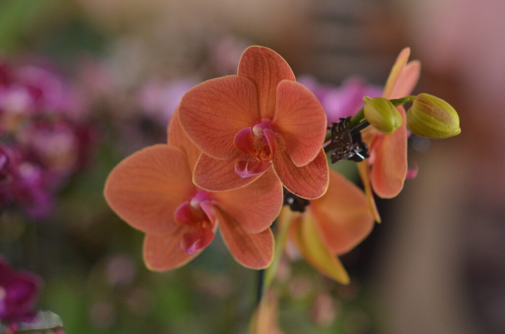 Mês do centenário de Aparecida recebe nova exposição de Orquídeas e Rosas do Deserto