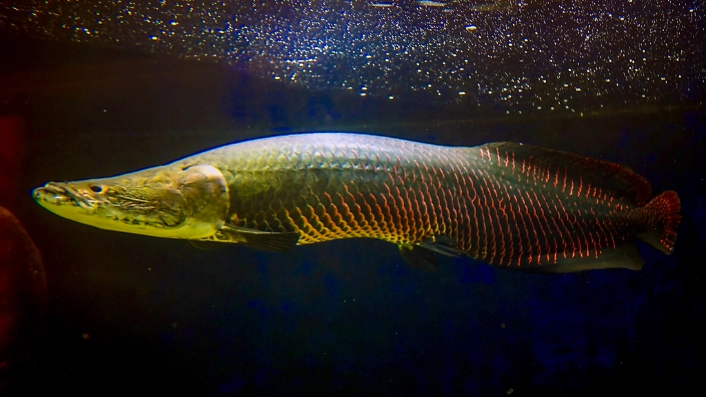 Manejo do pirarucu na Amazônia: um case bem-sucedido