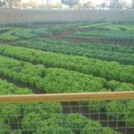 Prefeitura de Goiânia produz 14 toneladas de alimentos pelo projeto Horta Comunitária, e destina produtos a famílias em situação de vulnerabilidade social