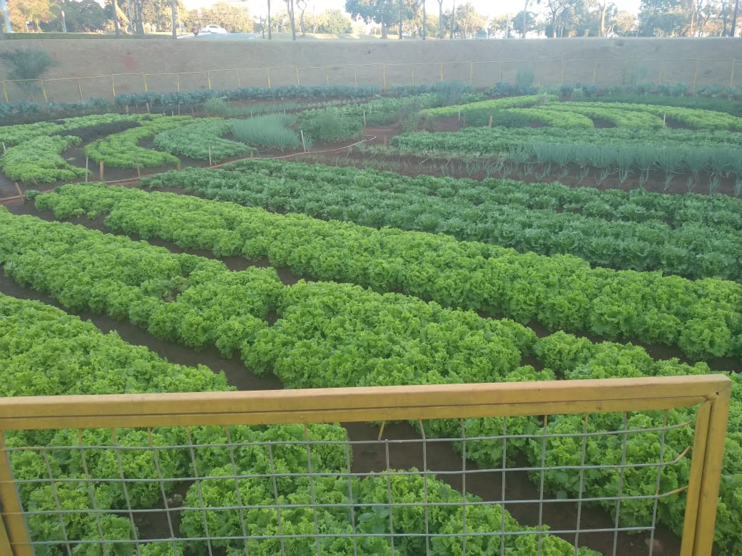 Prefeitura de Goiânia produz 14 toneladas de alimentos pelo projeto Horta Comunitária, e destina produtos a famílias em situação de vulnerabilidade social