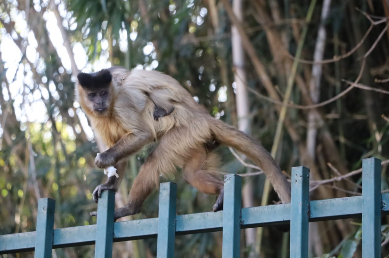 Prefeitura de Goiânia atua no monitoramento da saúde dos macacos residentes nos parques municipais e unidades de conservação