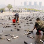 Peixes caem do céu após série de chuvas na Índia e intriga moradores