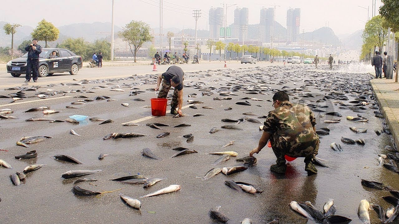 Peixes caem do céu após série de chuvas na Índia e intriga moradores