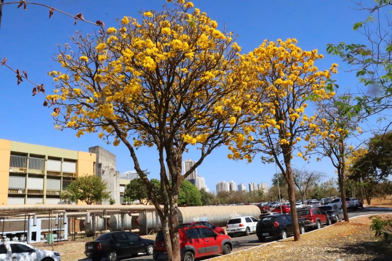 Florada de ipês tem mais de 50 mil árvores na capital, em 2022