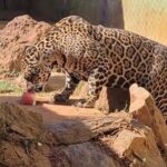 Animais do Zoológico de Goiânia recebem picolés para suportar onda de calor