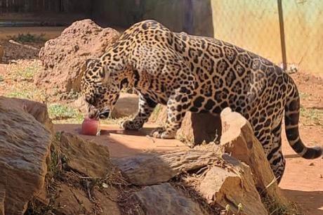 Animais do Zoológico de Goiânia recebem picolés para suportar onda de calor