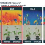 Onda de calor intenso provoca estresse térmico em frutas e hortaliças