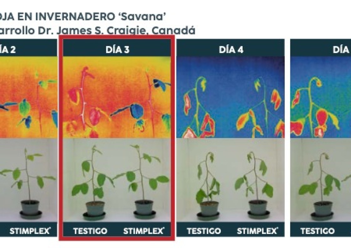 Onda de calor intenso provoca estresse térmico em frutas e hortaliças