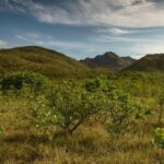 Prodes Cerrado: Redução do desmatamento em Goiás é o maior do Brasil