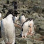 Cientistas analisam microplásticos em fezes de pinguins na Antártica