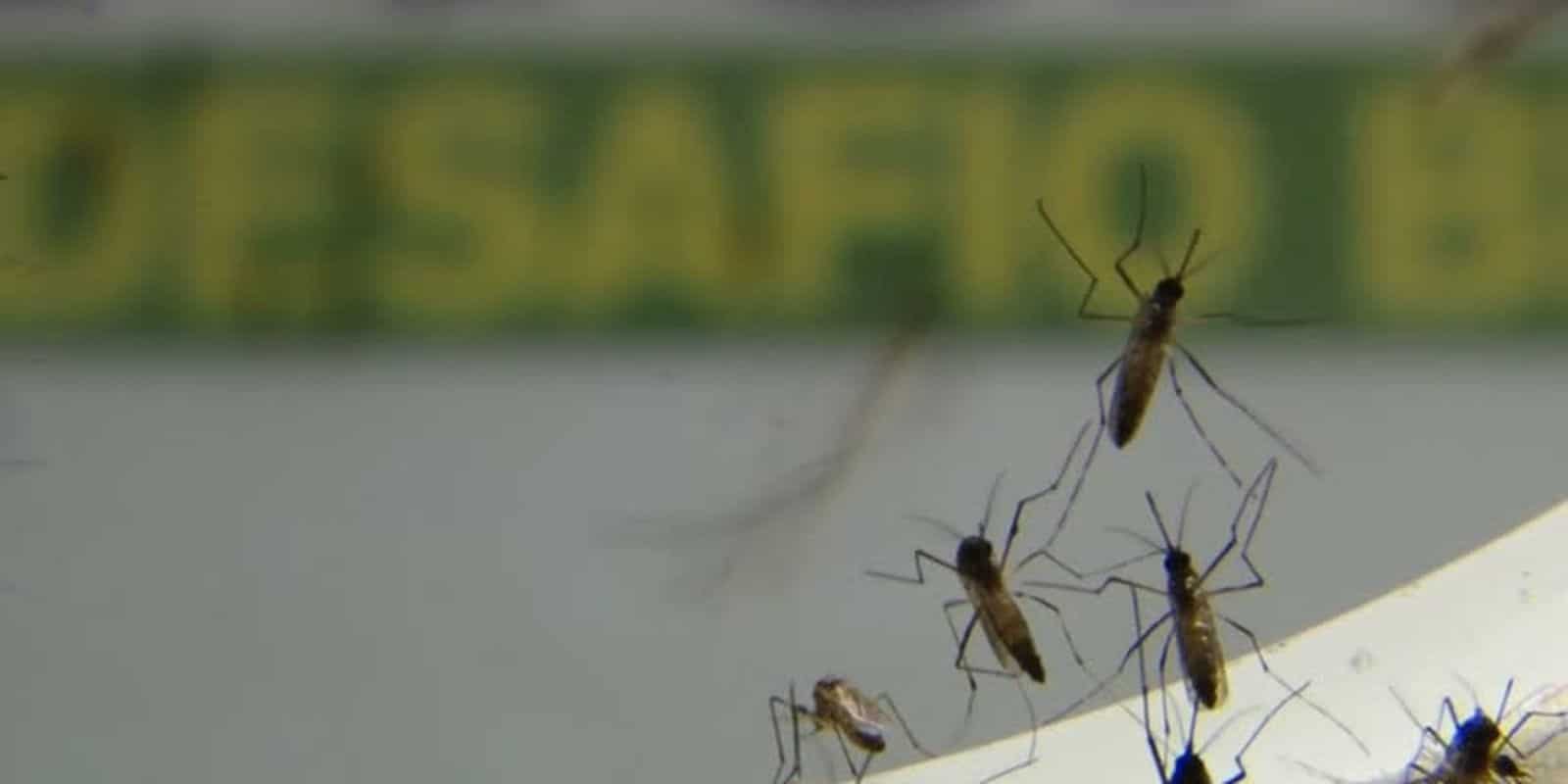 Dengue avança em ritmo acelerado no RJ, diz secretaria de Saúde