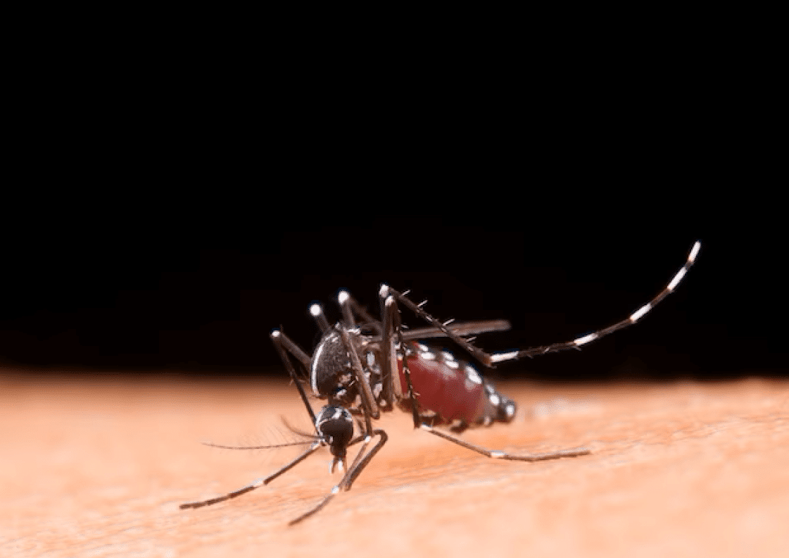 Dengue: diagnóstico precoce é fundamental para evitar complicações da doença