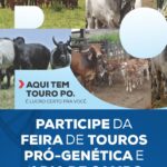 Goiandira: Sicoob Aracredi promove 1º dia de campo e Feira de Touros Pró-Genética