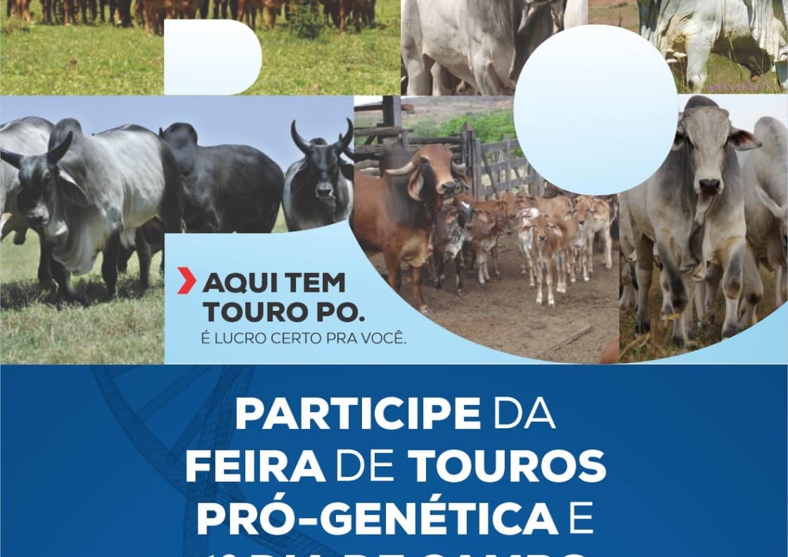 Goiandira: Sicoob Aracredi promove 1º dia de campo e Feira de Touros Pró-Genética