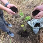 Neutralização de carbono só cresce no planeta