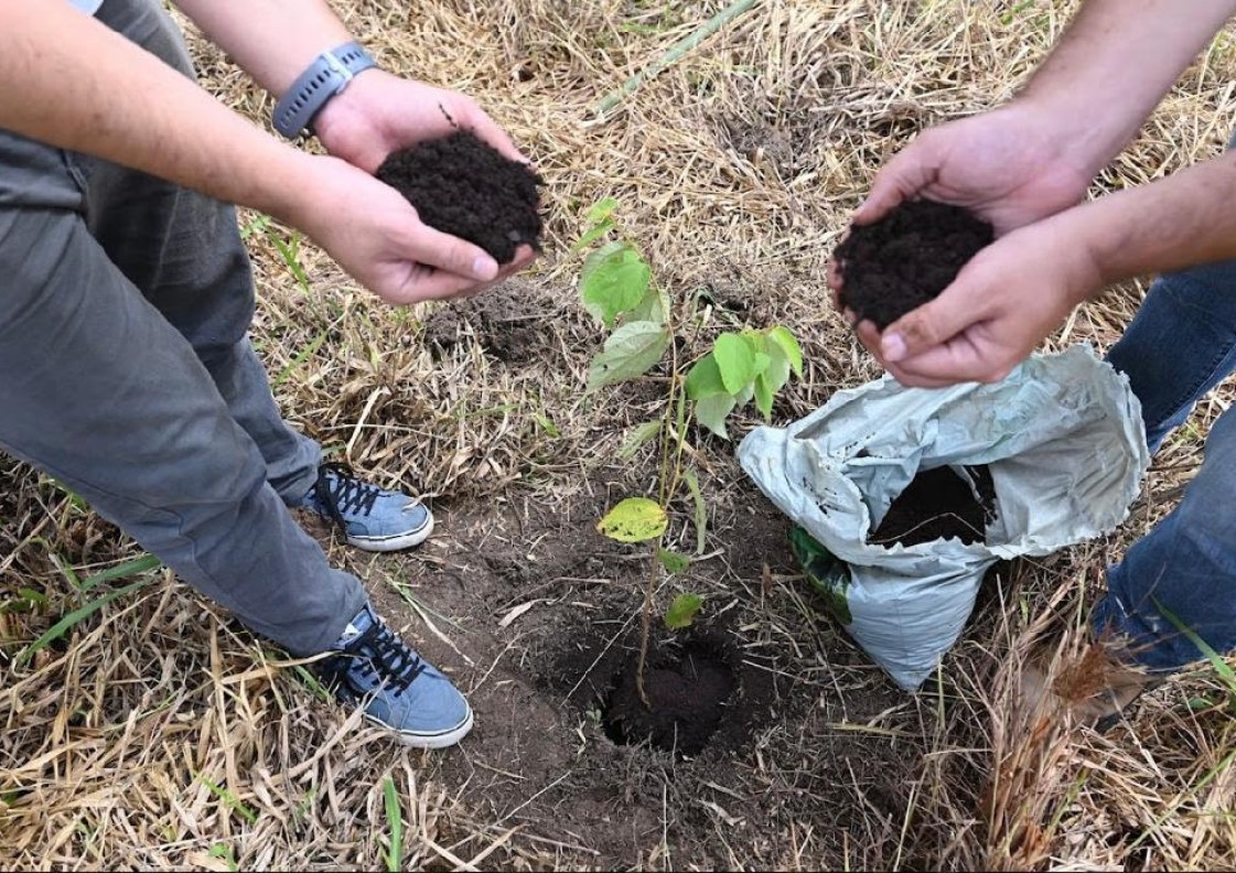 Neutralização de carbono só cresce no planeta