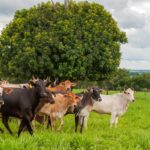 Vacinação contra raiva de herbívoros e prazo para envio da declaração de rebanho começam dia 1º de novembro em Goiás