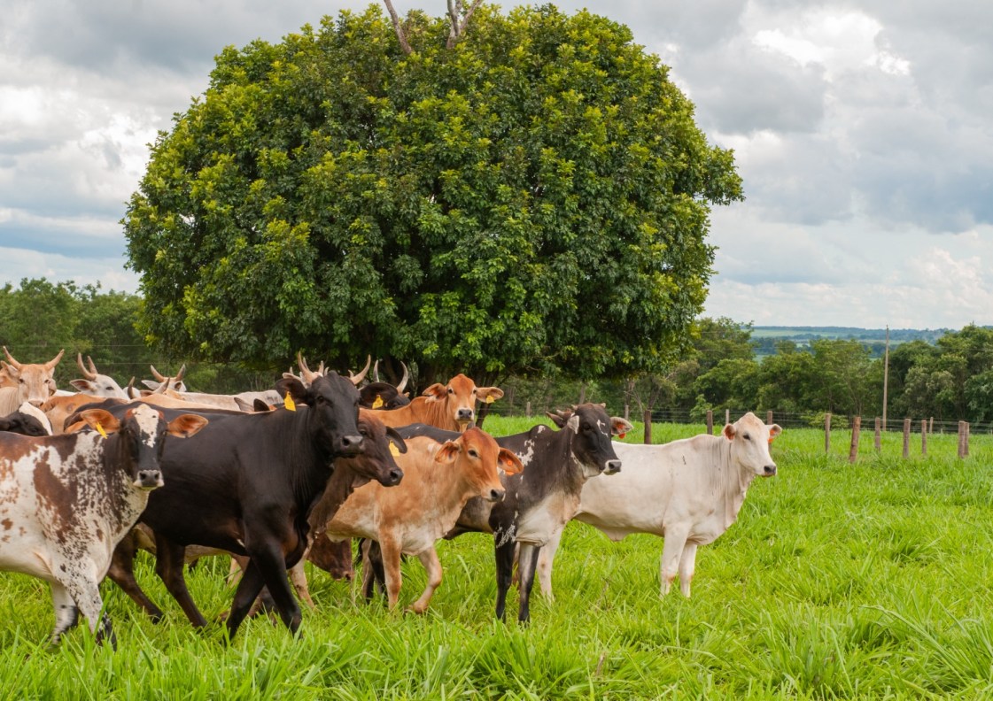 Vacinação contra raiva de herbívoros e prazo para envio da declaração de rebanho começam dia 1º de novembro em Goiás