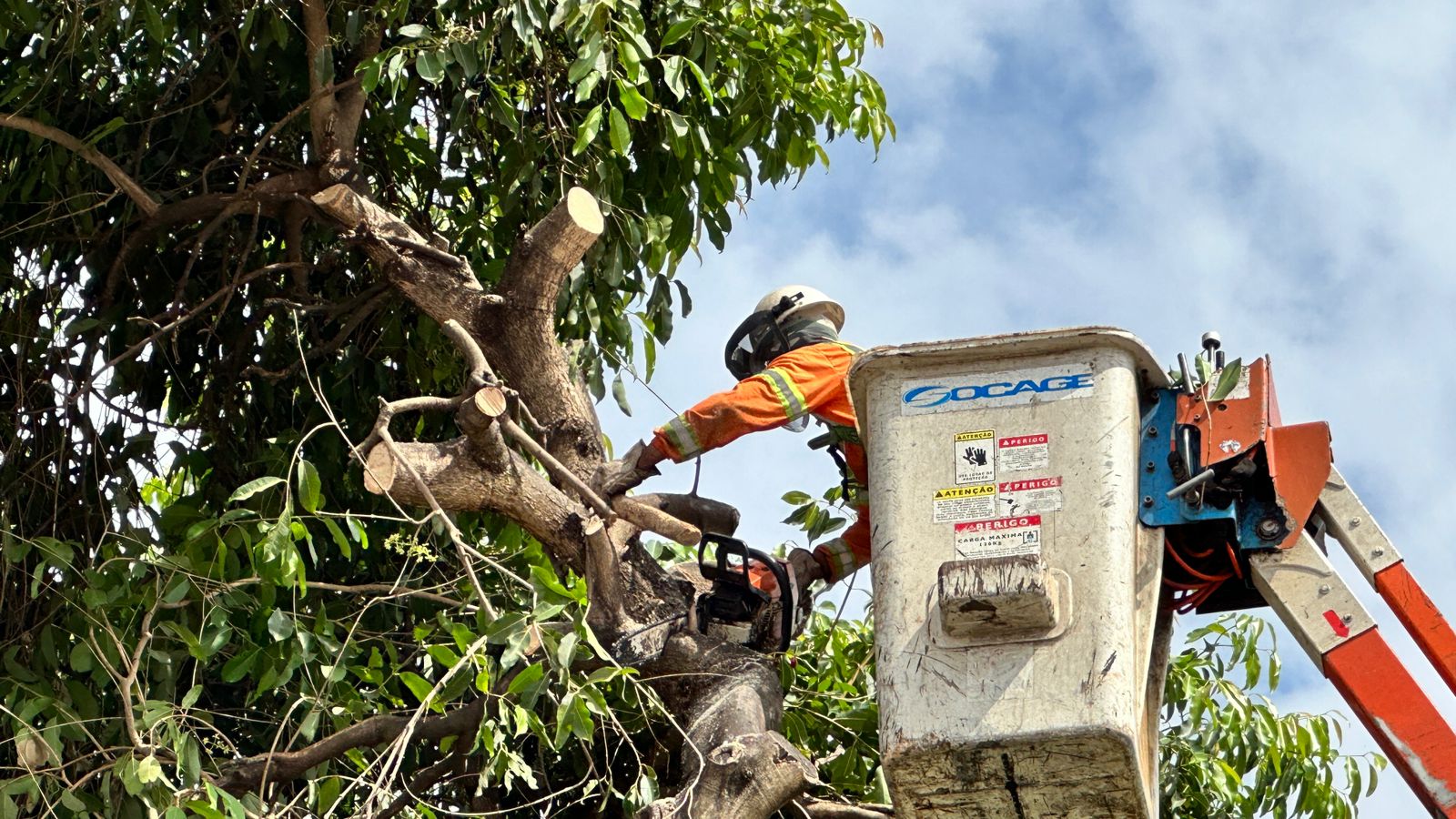 Prefeitura poda 100 árvores ao longo da Avenida Ravena, no Setor Eldorado