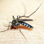 Cidade do Rio entra em situação de emergência devido a casos de dengue