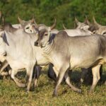 Goiás alcança cobertura vacinal de 98,53% em herbívoros contra a raiva em áreas de alto risco