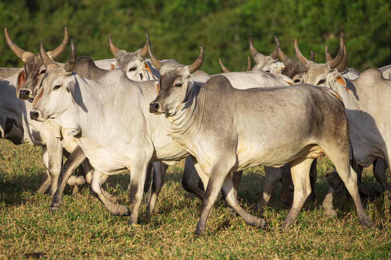 Goiás alcança cobertura vacinal de 98,53% em herbívoros contra a raiva em áreas de alto risco