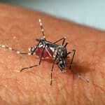 Dengue, ainda é preocupante