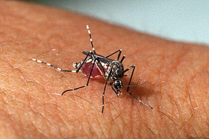 Dengue, ainda é preocupante