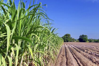 Projeto de Lei que incentiva produção do etanol em Goiás é aprovado