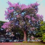 Paineiras de Goiânia embelezam a cidade durante período de floração