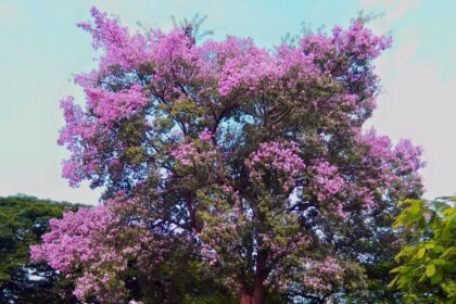 Paineiras de Goiânia embelezam a cidade durante período de floração