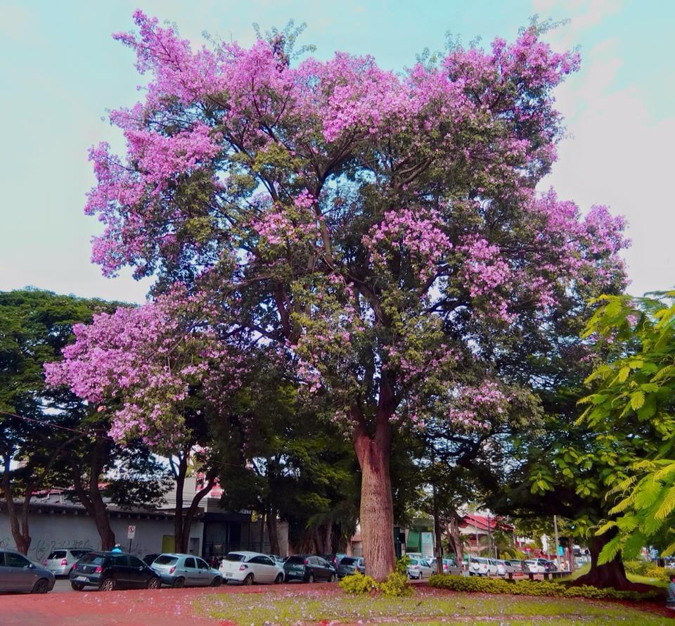 Paineiras de Goiânia embelezam a cidade durante período de floração