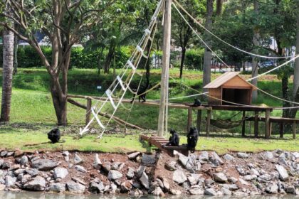 Gestão do Zoológico trabalha para o bem-estar e cuidado com os animais