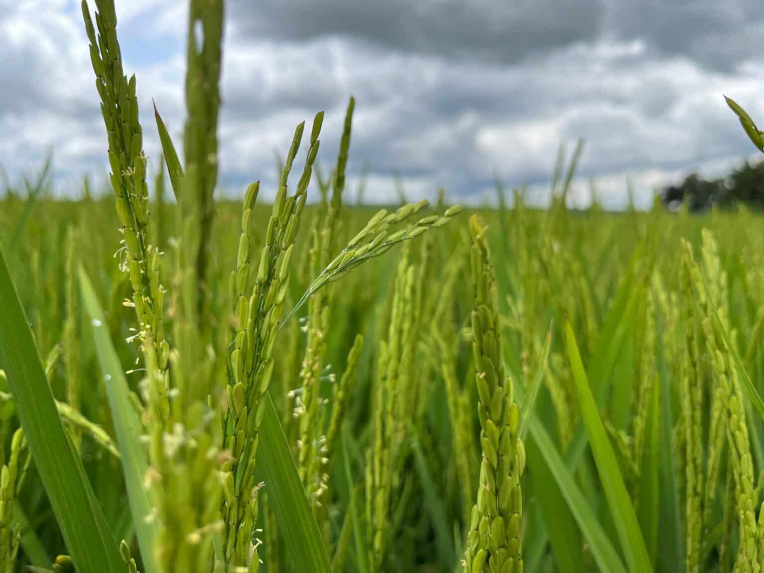 Tragédia no RS não deve afetar oferta de arroz e feijão em Goiás