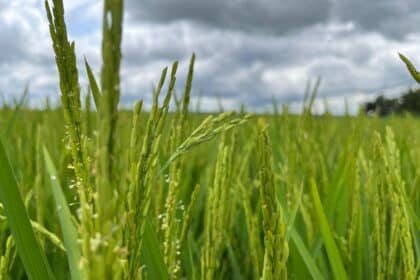 Tragédia no RS não deve afetar oferta de arroz e feijão em Goiás