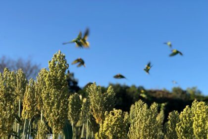 IBGE prevê alta na produção de sorgo e tomate em Goiás