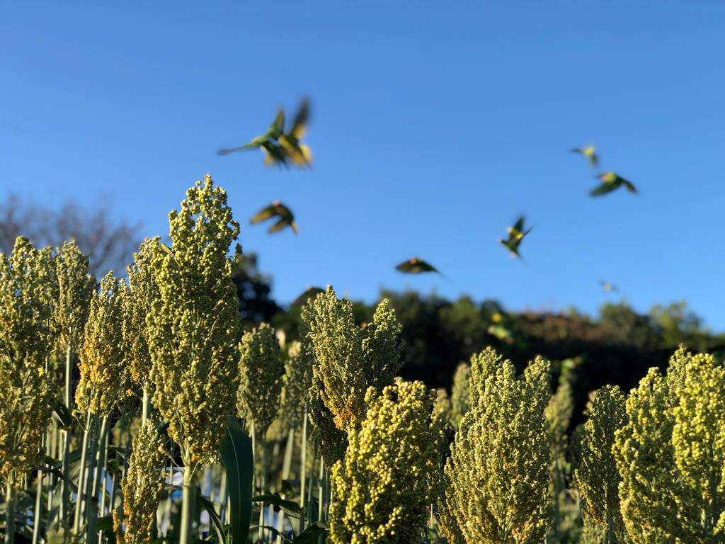 IBGE prevê alta na produção de sorgo e tomate em Goiás